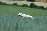 GOLDEN RETRIEVER 686